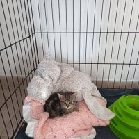 Angelo à la réservation, #1