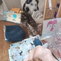 Angelo à la réservation, #0