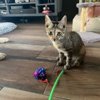 Ania à l’adoption, #1