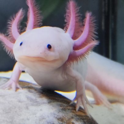 Axolotl leucistique