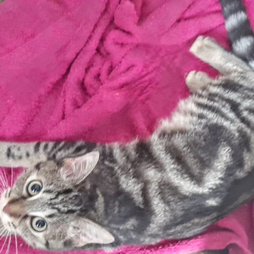 Freya, 5 mois, cherche un bon foyer #2