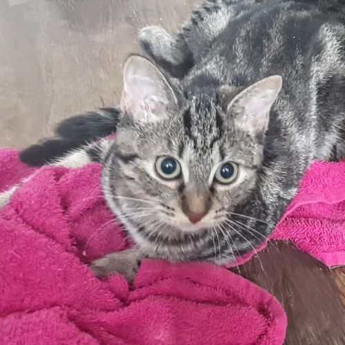 Freya, 5 mois, cherche un bon foyer #4