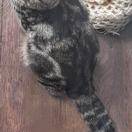 Freya, 5 mois, cherche un bon foyer #5