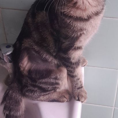 Freya, 5 mois, cherche un bon foyer #6