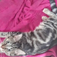 Freya, 5 mois, cherche un bon foyer #2