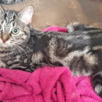 Freya, 5 mois, cherche un bon foyer #3