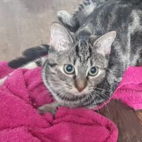 Freya, 5 mois, cherche un bon foyer #4