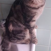 Freya, 5 mois, cherche un bon foyer #6