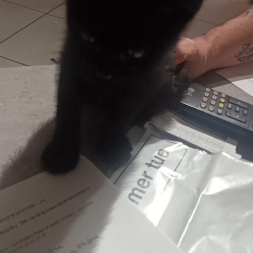 Bounty à l’adoption, #1