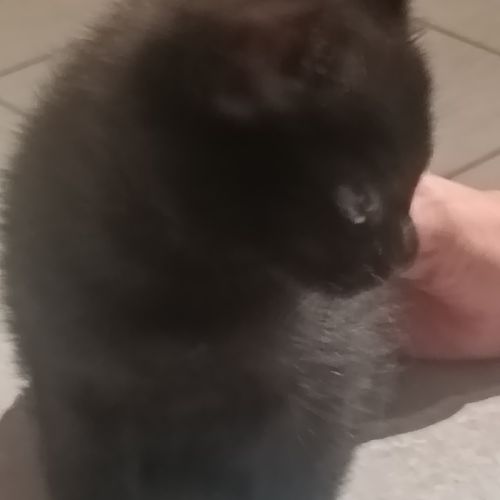 Bounty à l’adoption,