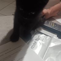 Bounty à l’adoption, #1