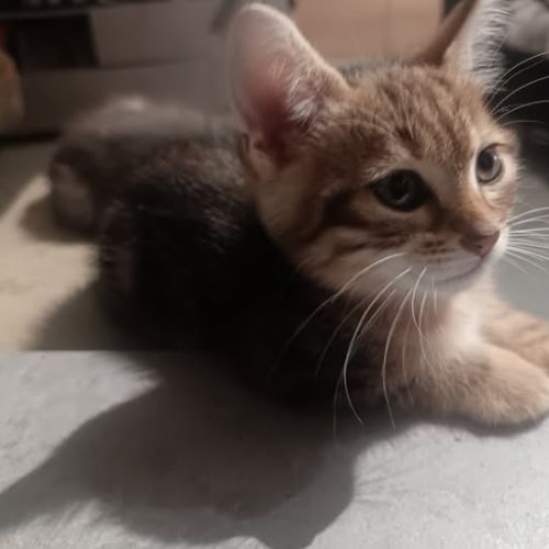 Tic à l’adoption,