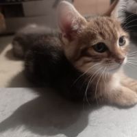 Tic à l’adoption,