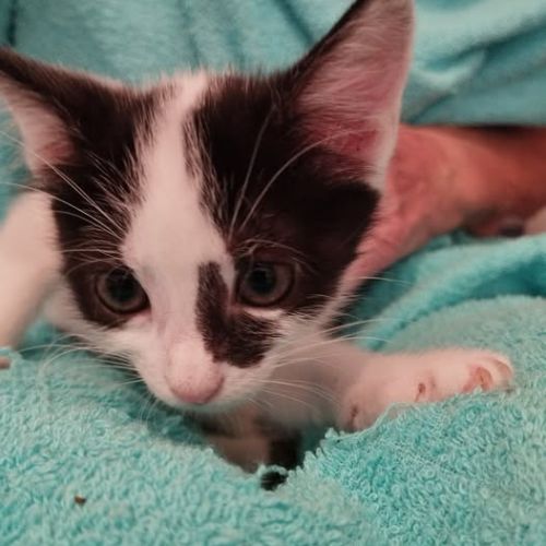 Acuna à la réservation