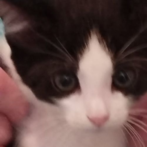 Amandine à la réservation