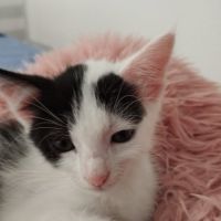 Altesse à la réservation