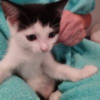 Anko à la réservation