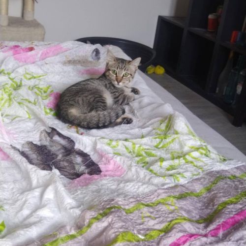 Laya à l’adoption,