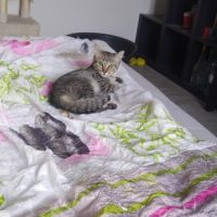 Laya à l’adoption,