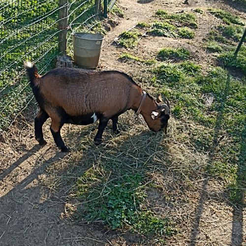 1 bouc et 1 chèvre naine