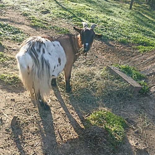 1 bouc et 1 chèvre naine #2