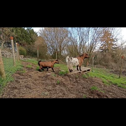 1 bouc et 1 chèvre naine #3