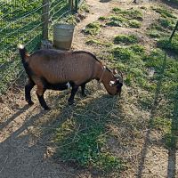 1 bouc et 1 chèvre naine #0