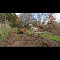 1 bouc et 1 chèvre naine #3