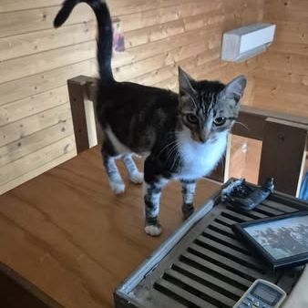 Perle à l’adoption,