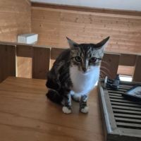 Perle à l’adoption, #2