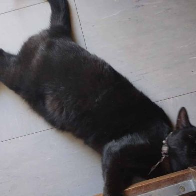 Minette à l’adoption,