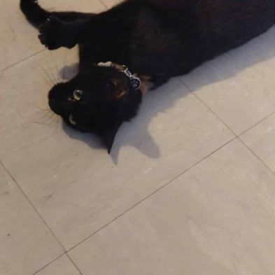 Minette à l’adoption, #3