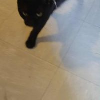 Minette à l’adoption, #2