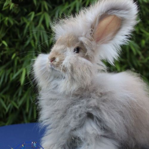 Lapin rex, rex nain et bélier nain #3