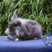 Lapin rex, rex nain et bélier nain #1