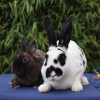 Lapin rex, rex nain et bélier nain