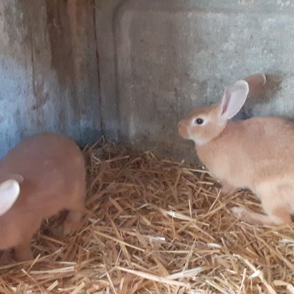 Lapin fauve de bourgogne #0