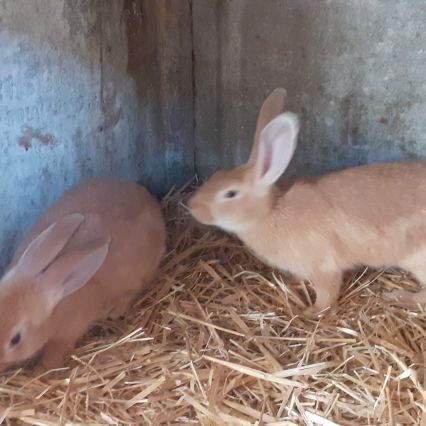 Lapin fauve de bourgogne #2
