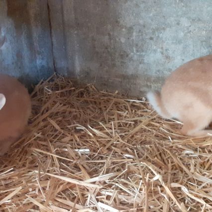 Lapin fauve de bourgogne #4