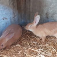 Lapin fauve de bourgogne #2
