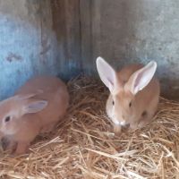 Lapin fauve de bourgogne #3