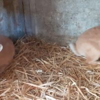 Lapin fauve de bourgogne #4