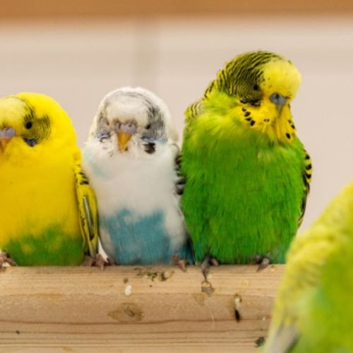 Vend perruches ondulées