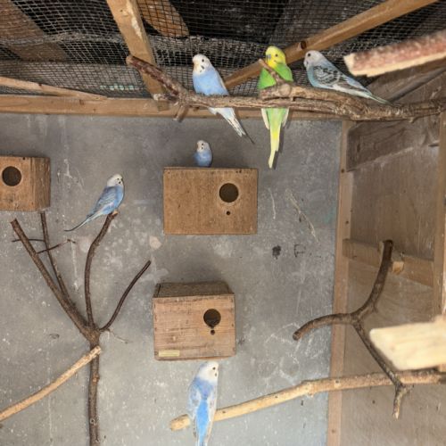 Vend perruches ondulées #4