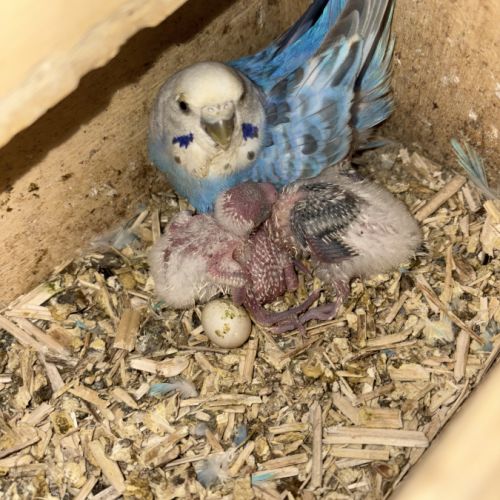 Vend perruches ondulées #5