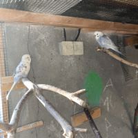 Vend perruches ondulées #2