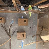 Vend perruches ondulées #4