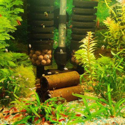 Crevettes neocaridina davidi #1