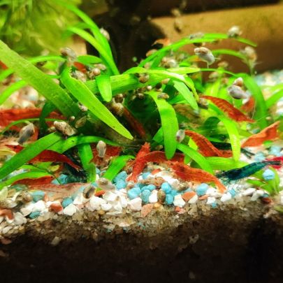 Crevettes neocaridina davidi #2