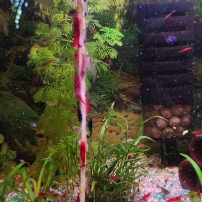 Crevettes neocaridina davidi